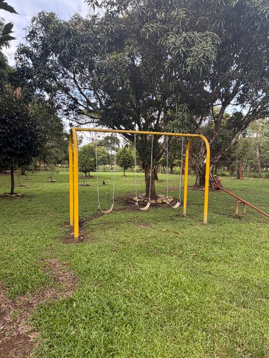 Columpios amarillos a la sombra de un árbol grande